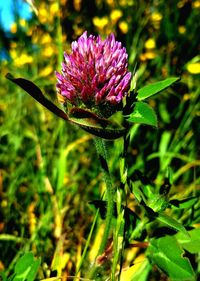 Close-up of pink flowers