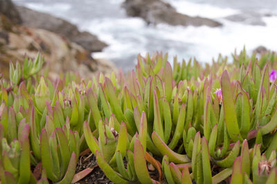 Close-up of plants