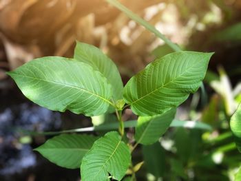 Close-up of green leaves