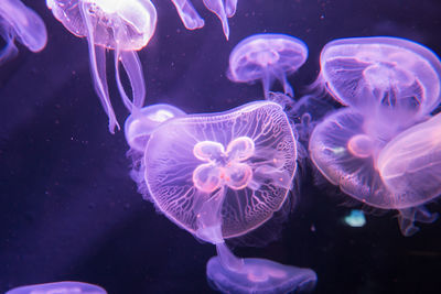 Close-up of jellyfish swimming in sea