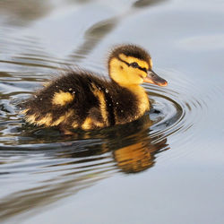 Close-up of duck swimming in lake
