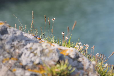 Nature on the rocks