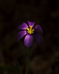 Close-up of purple flower blooming outdoors