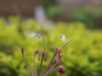 Close-up of flower blooming outdoors