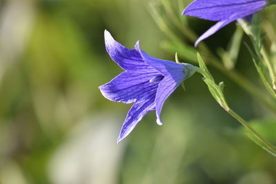 Close-up of purple  flower