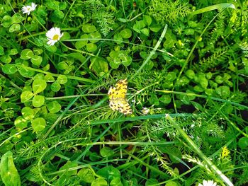 High angle view of insect on plant