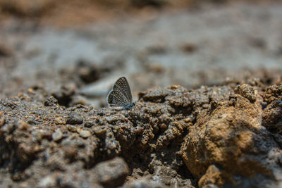 Close-up of crab on rock