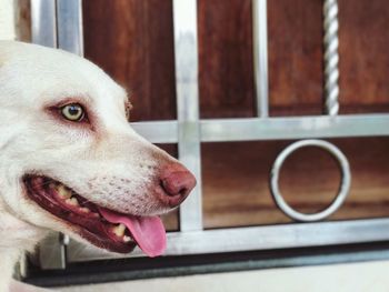 Landscape portrait of dog looking away with mouth open