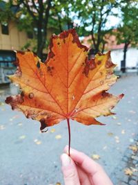 Close-up of hand holding maple leaf on street