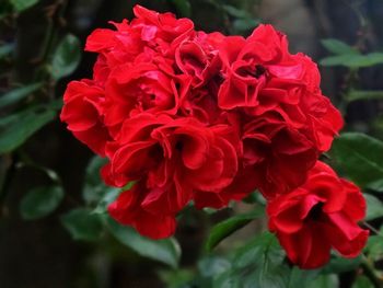 Close-up of red roses blooming outdoors