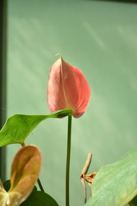 Close-up of lotus bud