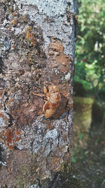 Close-up of tree trunk against sky