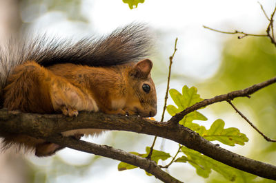 Low angle view of squirrel on tree