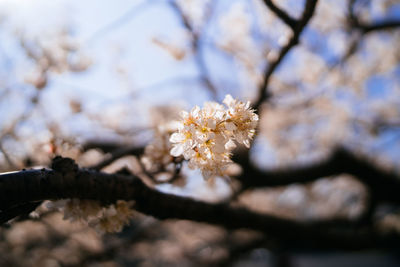 Close-up of cherry blossom on tree