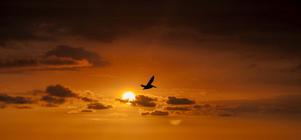 Silhouette bird flying against sky during sunset