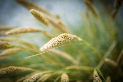 Close-up of plants