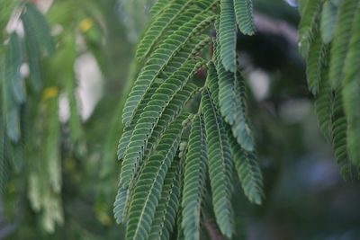 Close-up of fern leaves