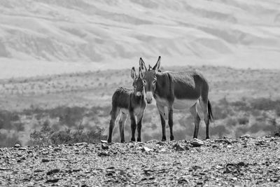 Donkeys standing on field