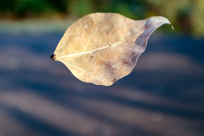 Close-up of leaf falling on dry leaves