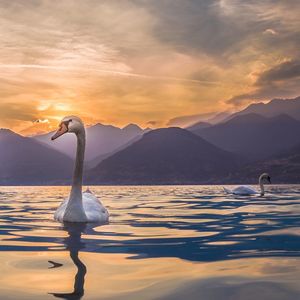 View of swan swimming in lake during sunset