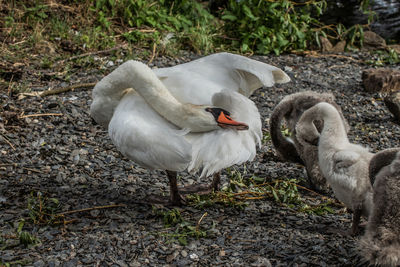 Swans in a field
