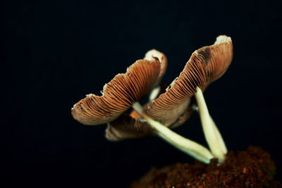 Close-up of plant over black background