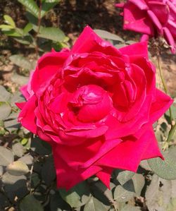 Close-up of red rose blooming outdoors