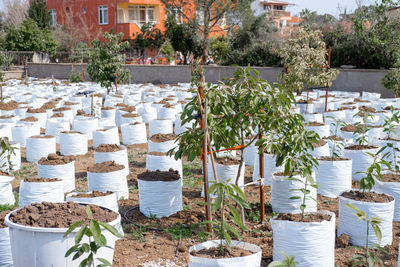 Potted plants in greenhouse