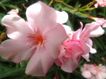 Close-up of pink flowers blooming outdoors