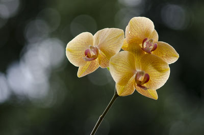 Close-up of yellow flowering plant