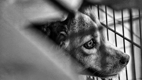 High angle view of dog in cage