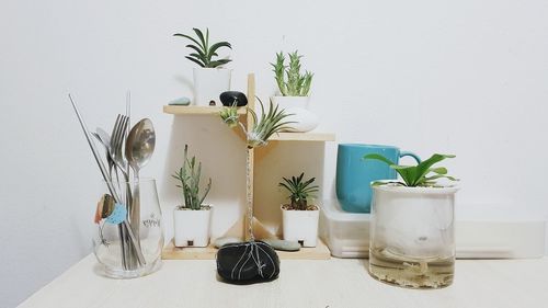 Potted plants on table against wall