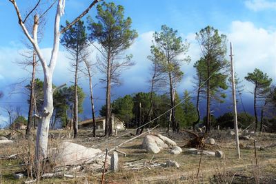 Panoramic shot of trees on field against sky