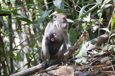 Monkey sitting in a forest