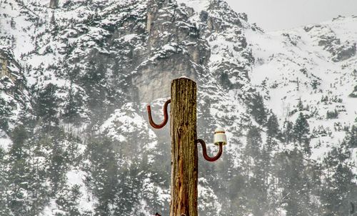 Close-up of snow on tree against sky