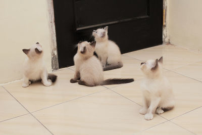 Cats sitting on tiled floor