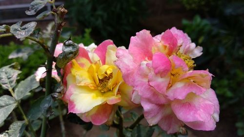 Close-up of pink flowering plant