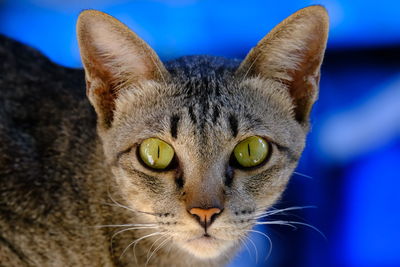 Close-up portrait of a cat