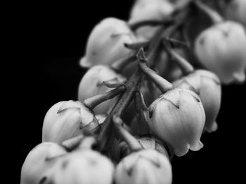 Close-up of flower over black background