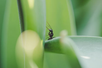 Close-up of insect on leaf