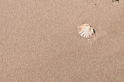 High angle view of crab on beach