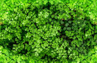 Full frame shot of fresh green plants