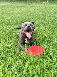 Portrait of happy amstaff dog on field