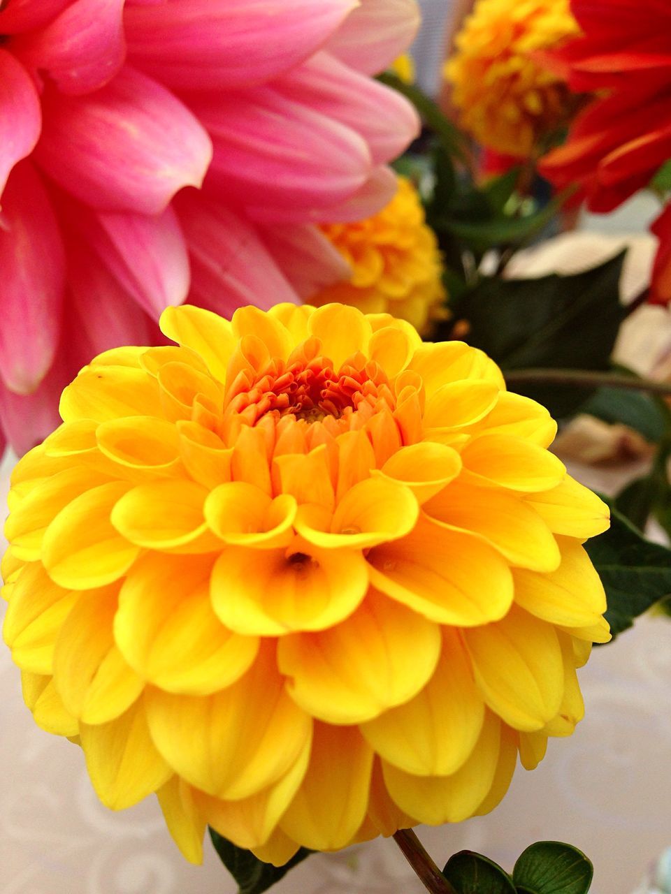 freshness, flower, petal, fragility, flower head, close-up, beauty in nature, yellow, nature, vibrant color, springtime, growth, dahlia, selective focus, macro, focus on foreground, blossom, plant, in bloom, botany, full frame, extreme close-up, soft focus