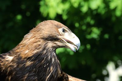 Close-up of a bird looking away