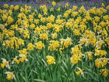 Close-up of yellow flowers blooming in field