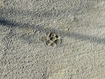 High angle view of lizard on sand at beach