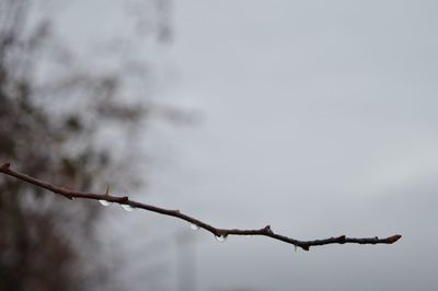 Low angle view of branch against sky