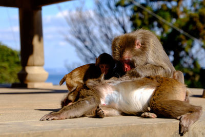 Monkey sitting on tree