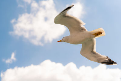 Low angle view of seagull flying